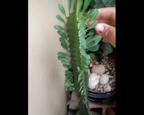 Plant as a dick