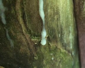 Cumshot on the tree and long close up look like cum looks